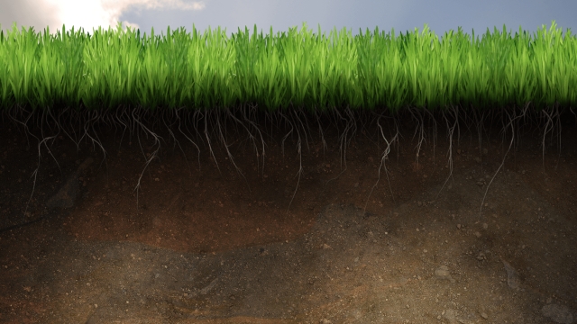 The Secrets to Nurturing Vibrant Organic Soils