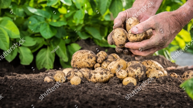 The Ultimate Guide to Growing Your Own Potatoes