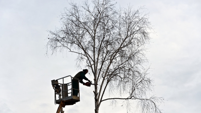 The Art of Arboreal Extraction: Unveiling the Secrets of Tree Removal