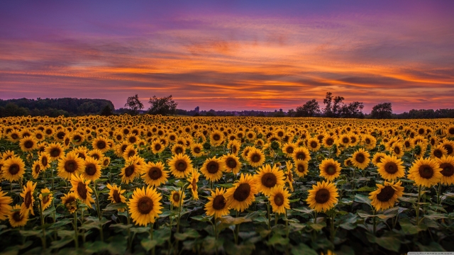 Bugging Out: How to Handle Cabbage Worms and Harvest Sunflowers