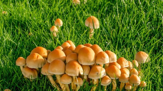 Mushroom Magic: Unveiling the Secrets of Successful Mushroom Cultivation