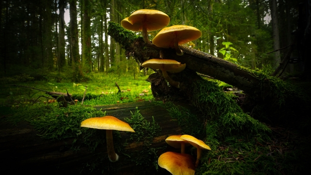 The Fungi Frontier: Unleashing the Magic of Mushroom Growing