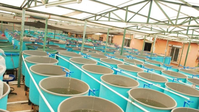 Revolutionizing the Waters: The Future of Aquaculture Technology